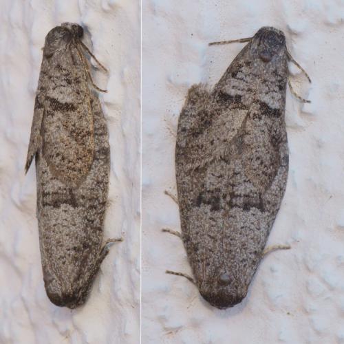 Réf. 264 653 : Penestoglossa dardoinella